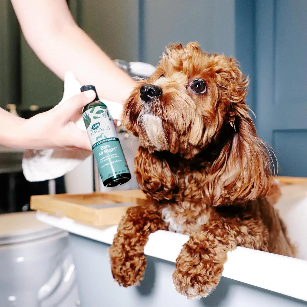 ARK NATURALS - Ark Naturals Ears All Right Gentle Ear Cleansing Lotion for Dogs 4 Fl.Oz. - The Red Vitamin MX - Cuidado Del Oído De Perros - {{ shop.shopifyCountryName }}