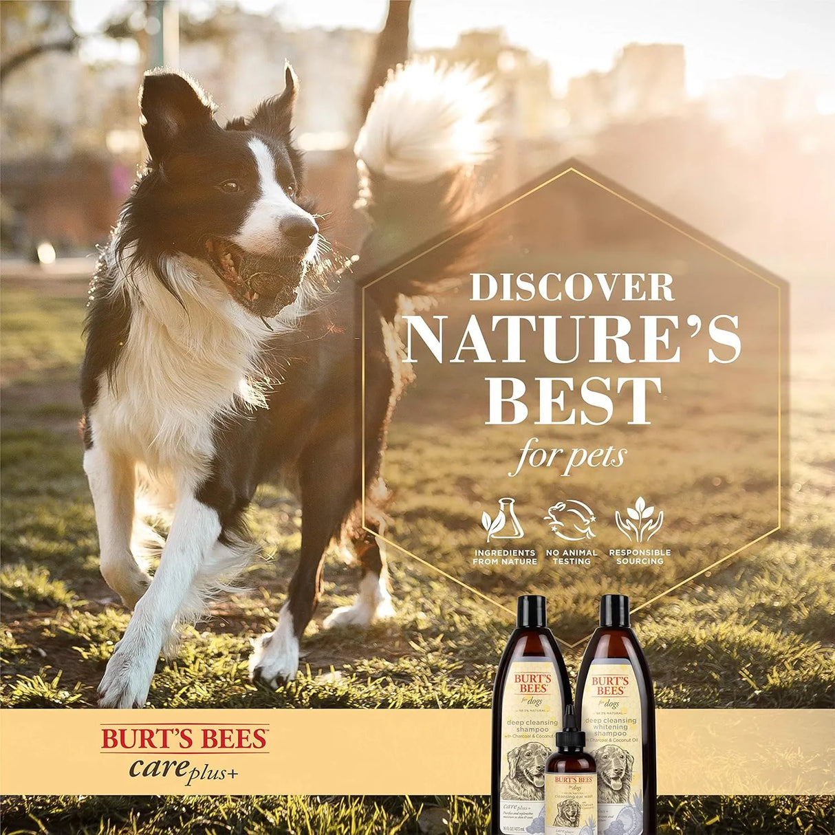 BURT'S BEES - Burt's Bees for Pets Care Plus+ Naturally Derived Charcoal & Coconut Oil Ear Wash for Dogs 4 Fl.Oz. - The Red Vitamin MX - Cuidado Del Oído De Perros - {{ shop.shopifyCountryName }}