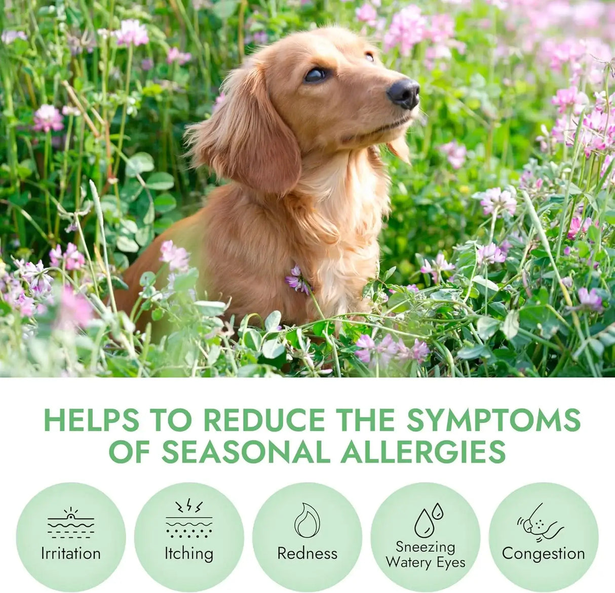 PET VET - Pet Vet Allergy Relief Chews for Dogs Beef Liver 60 Masticables - The Red Vitamin MX - Remedios Para La Picazón De Perros - {{ shop.shopifyCountryName }}