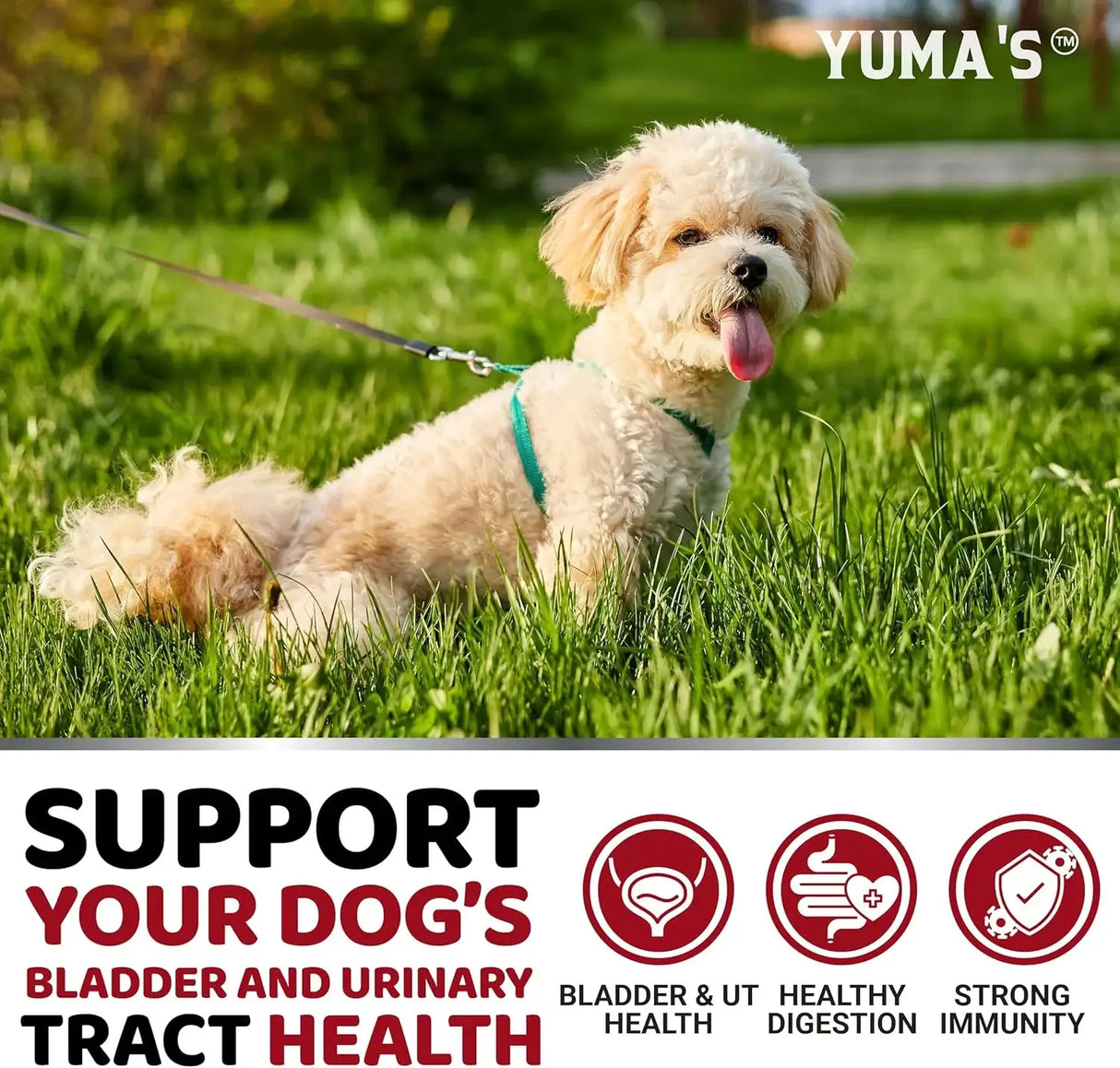 YUMA'S - YUMA'S Dog UTI Treatment 170 Masticables - The Red Vitamin MX - Salud De Tracto Urinario Para Perros - {{ shop.shopifyCountryName }}