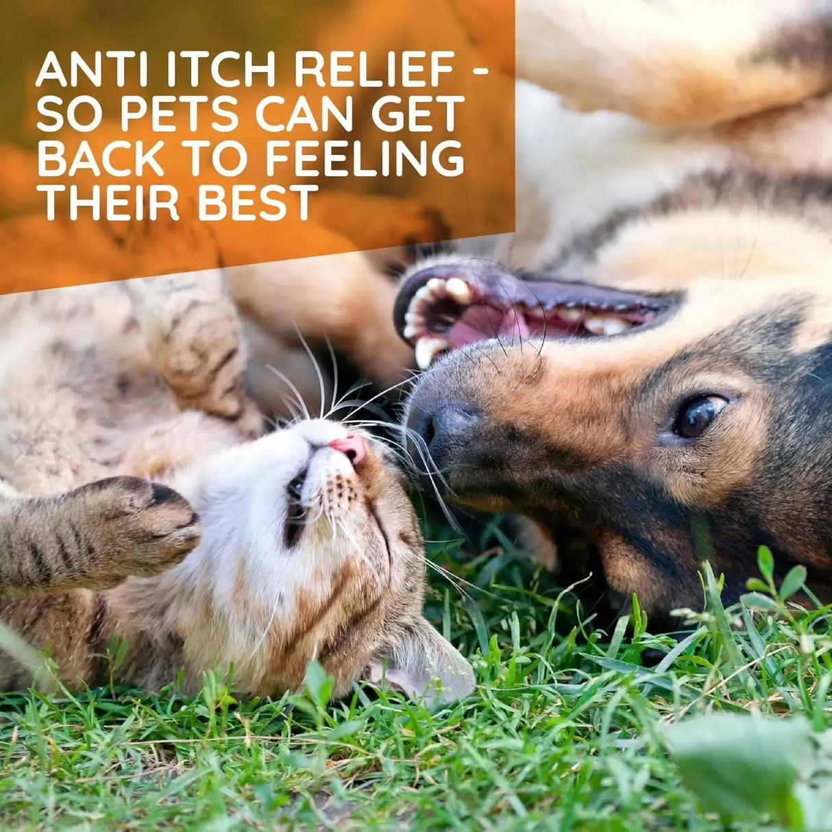 T-RELIEF - T-Relief Pet Allergy Support Drops for Dogs & Cats 1.69 Fl.Oz. - The Red Vitamin MX - Remedios Para La Picazón De Perros - {{ shop.shopifyCountryName }}