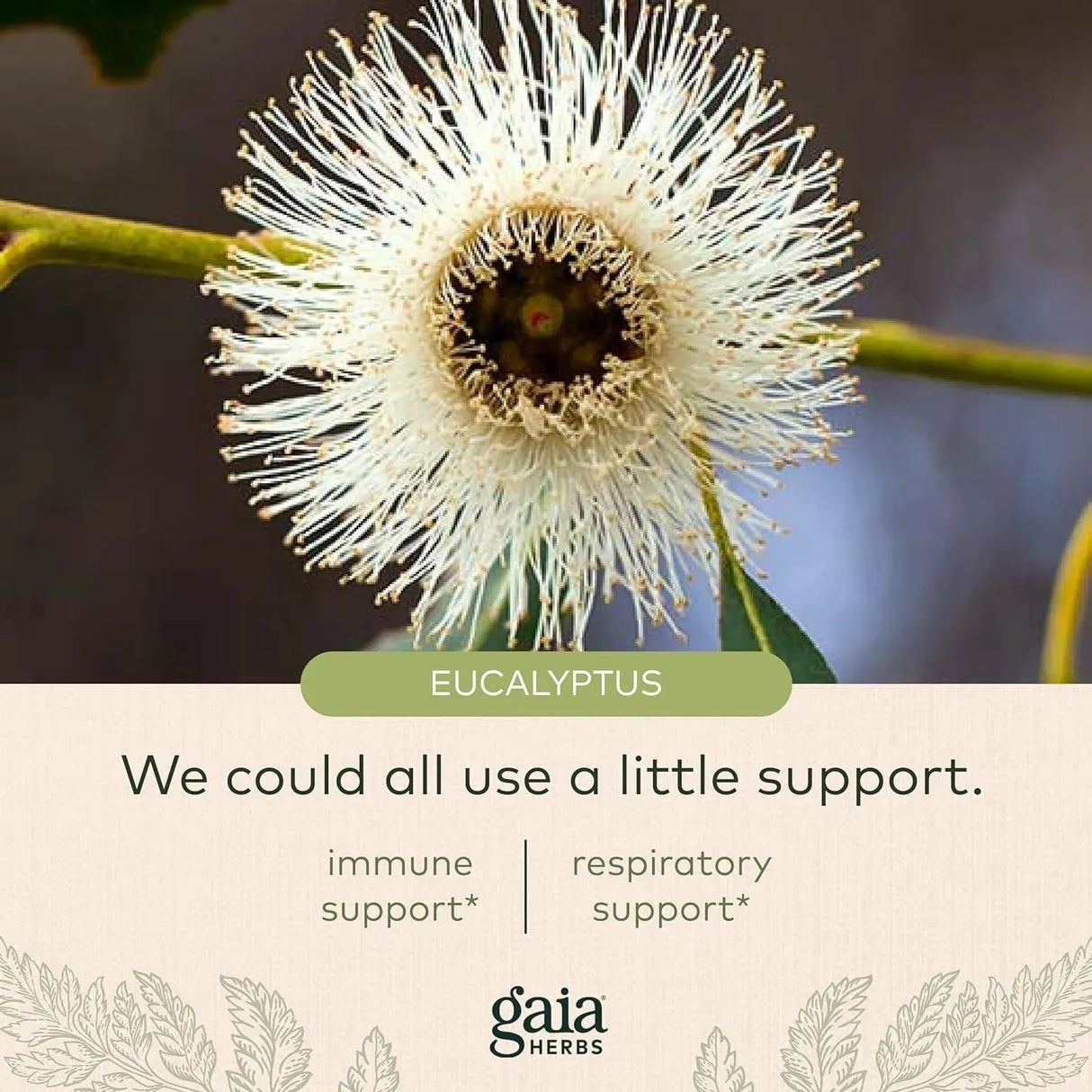 GAIA HERBS - Gaia Herbs Bronchial Wellness Syrup 160Ml. - The Red Vitamin MX - Suplementos Alimenticios - {{ shop.shopifyCountryName }}