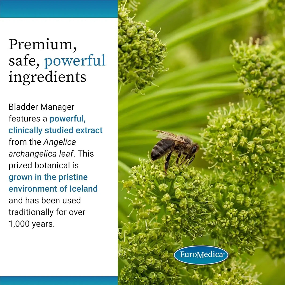 EUROMEDICA - Euromedica Bladder Manager 30 Capsulas - The Red Vitamin MX - Suplementos Alimenticios - {{ shop.shopifyCountryName }}