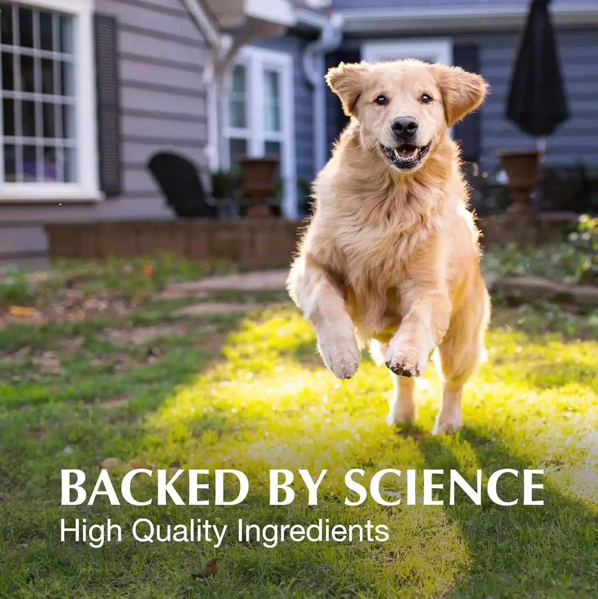 NUTRAMAX - Nutramax Laboratories Crananidin Cranberry Extract Urinary Tract Health Supplement for Dogs 75 Tabletas Masticables - The Red Vitamin MX - Salud De Tracto Urinario Para Perros - {{ shop.shopifyCountryName }}