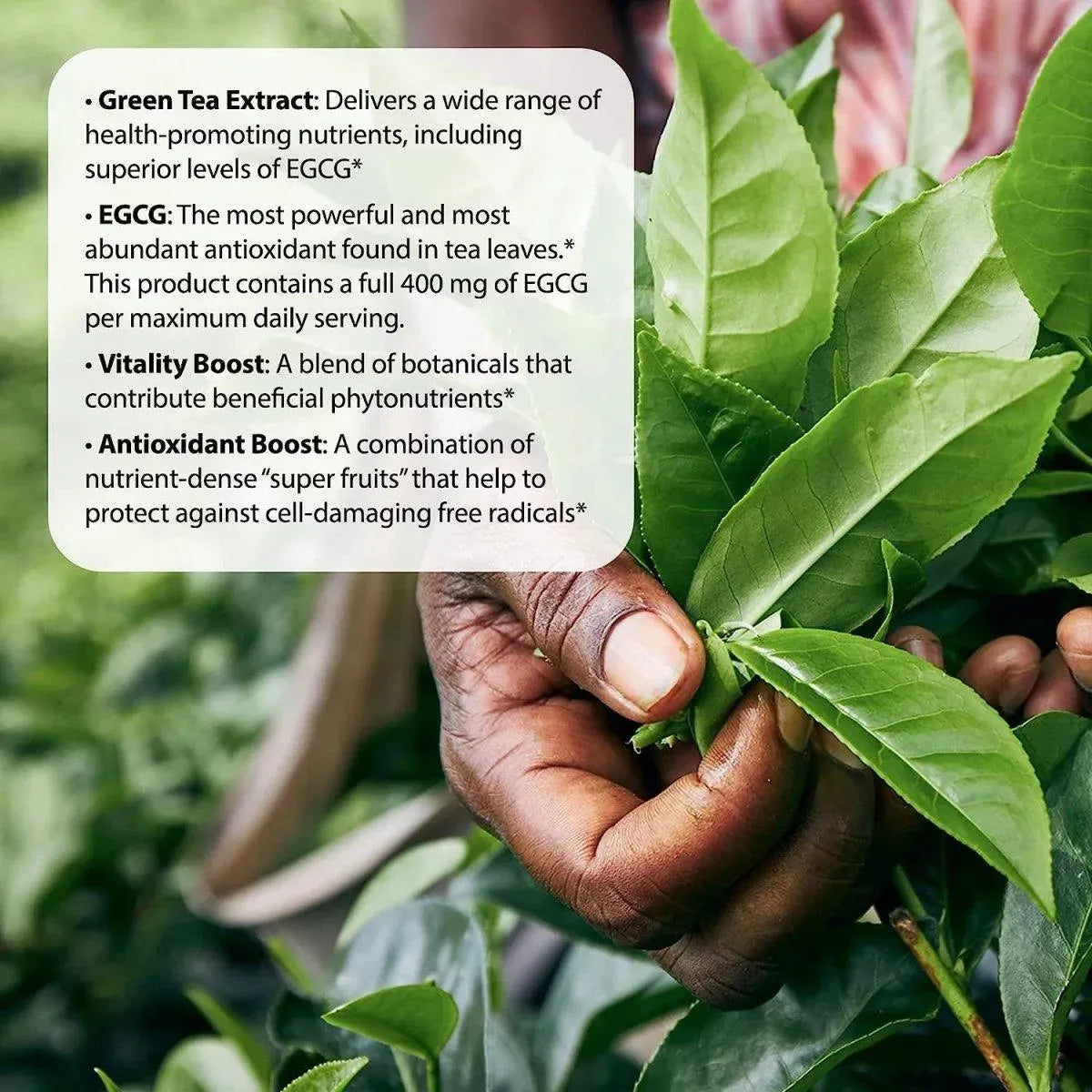 APPLIED NUTRITION - Applied Nutrition Green Tea Fat Burner 30 Capsulas Blandas - The Red Vitamin MX - Suplementos Alimenticios - {{ shop.shopifyCountryName }}