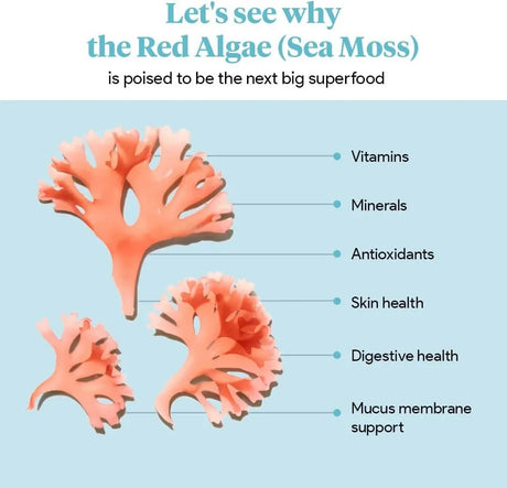 ATLANTIC NATURALS - Atlantic Naturals Organic Sea Moss 120 Capsulas - The Red Vitamin MX - Suplementos Alimenticios - {{ shop.shopifyCountryName }}