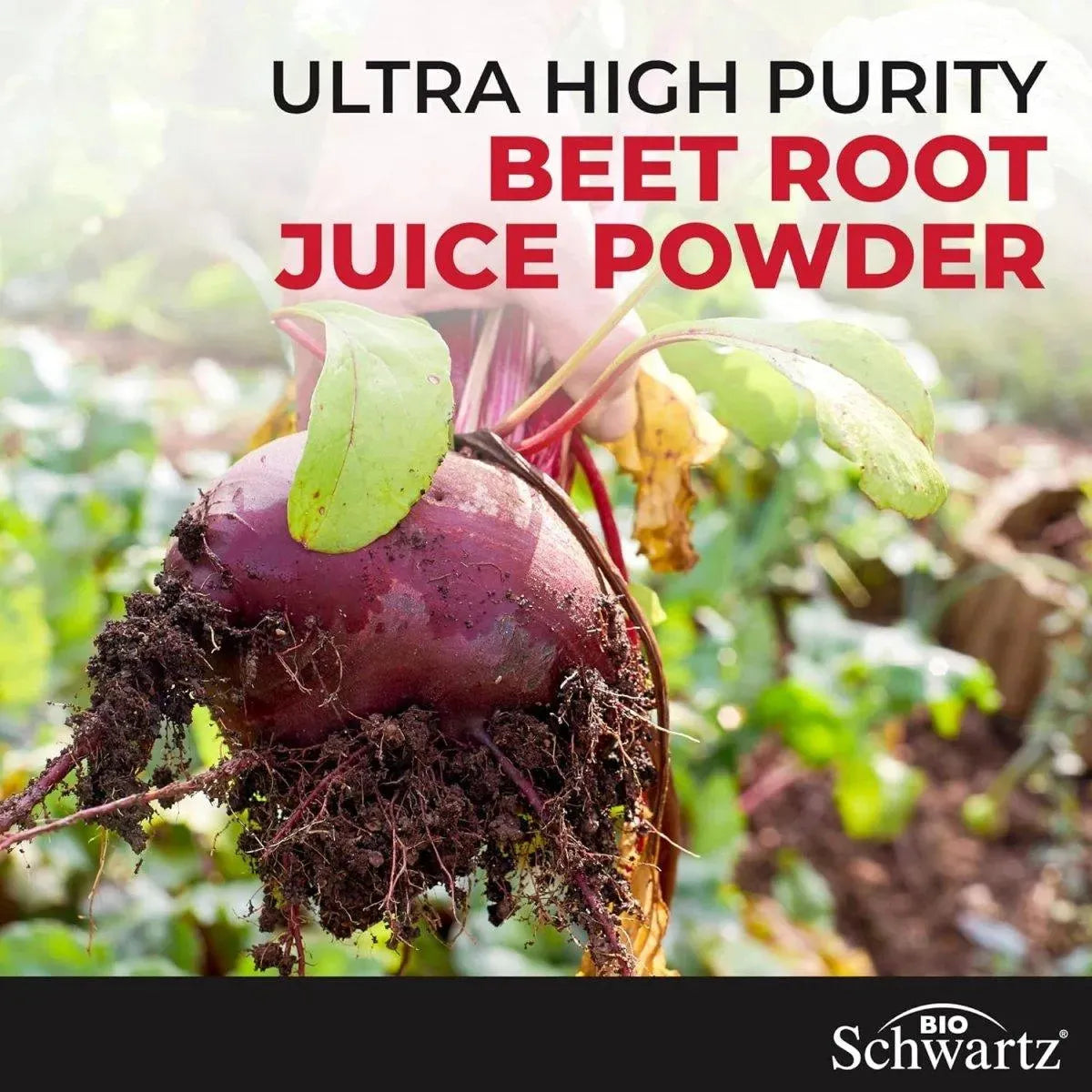 BIO SCHWARTZ - BioSchwartz Sugar Free Beet Root Gummies 120 Gomitas - The Red Vitamin MX - Suplementos Alimenticios - {{ shop.shopifyCountryName }}