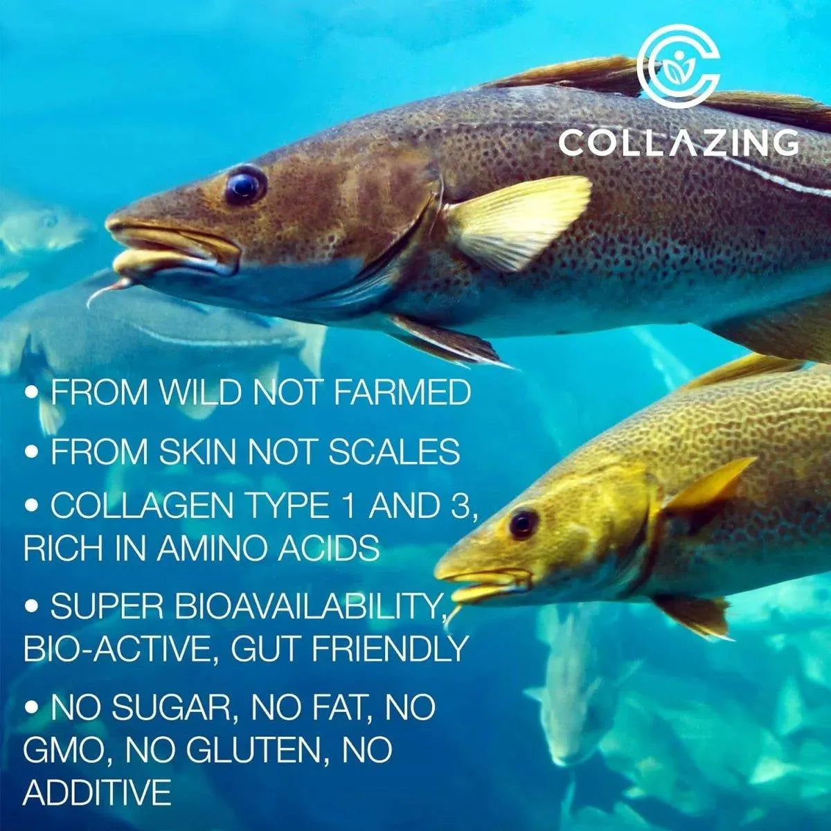 C COLLAZING - C COLLAZING Alaskan Wild-Caught Marine Collagen 120 Capsulas - The Red Vitamin MX - Suplementos Alimenticios - {{ shop.shopifyCountryName }}