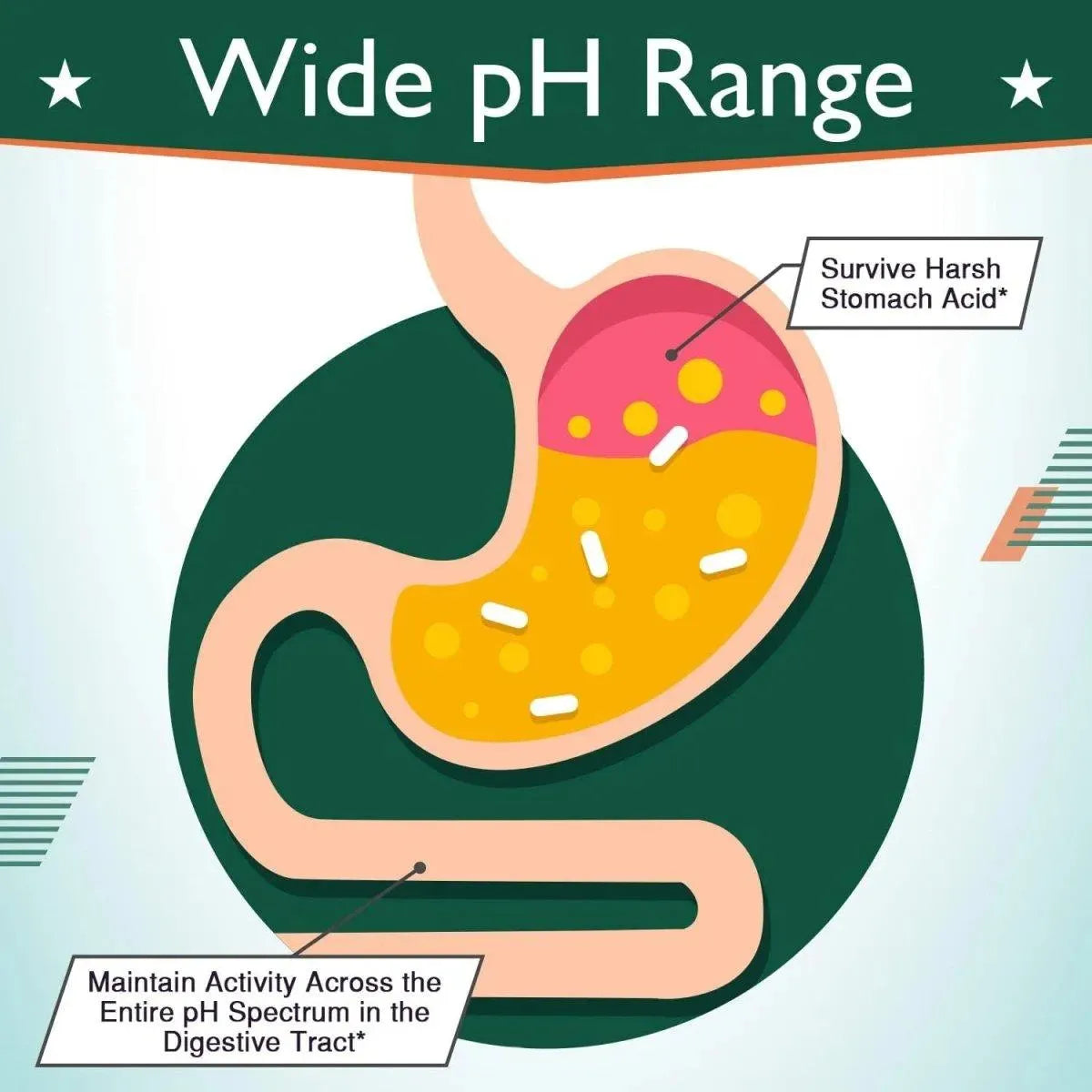 CAPTAIN BIOTICS - Captain Biotics Digestive Enzymes 525Mg. 30 Capsulas - The Red Vitamin MX - Suplementos Alimenticios - {{ shop.shopifyCountryName }}