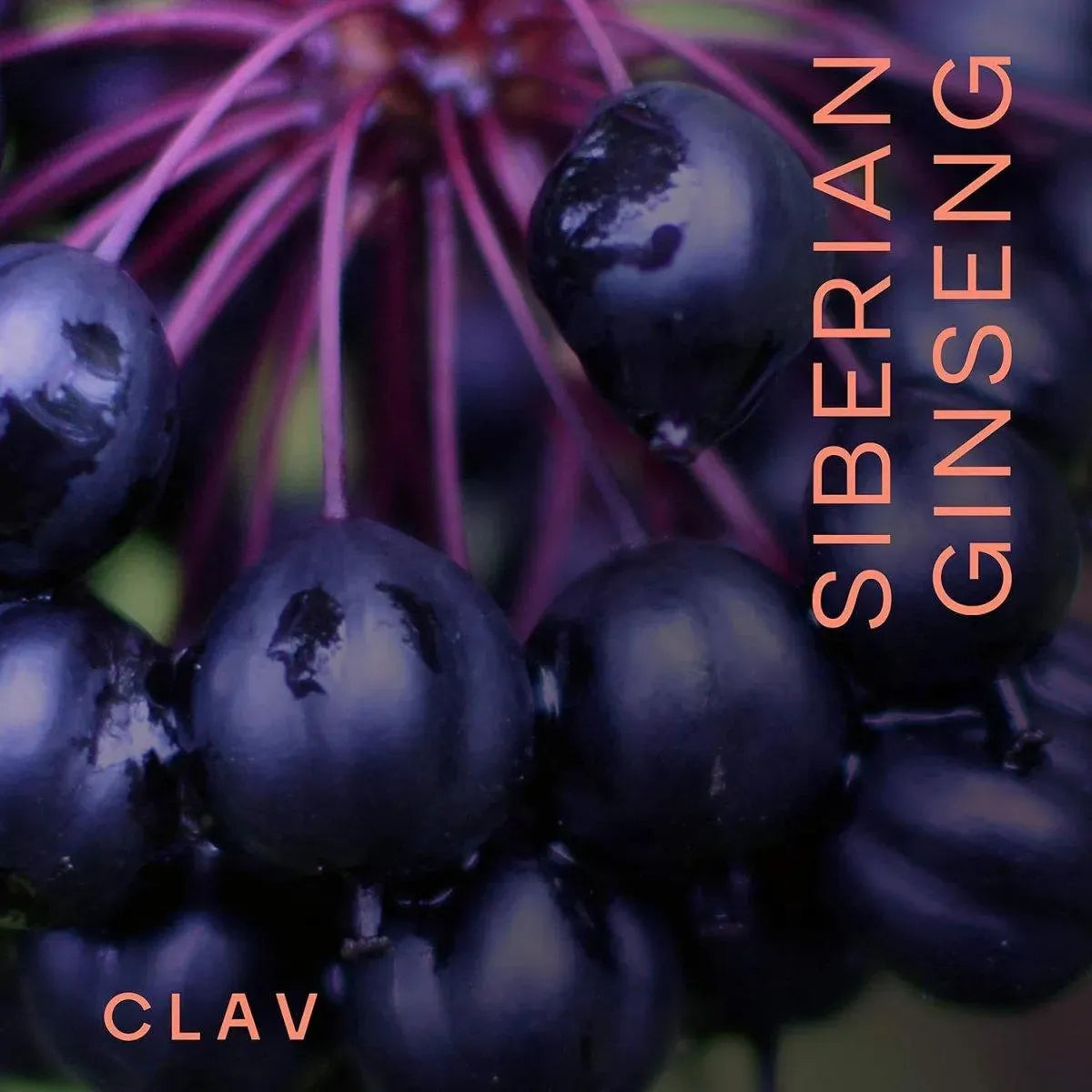 CLAV - CLAV Siberian Ginseng 900Mg. Eleuthero Root Powder 60 Capsulas - The Red Vitamin MX - Suplementos Alimenticios - {{ shop.shopifyCountryName }}
