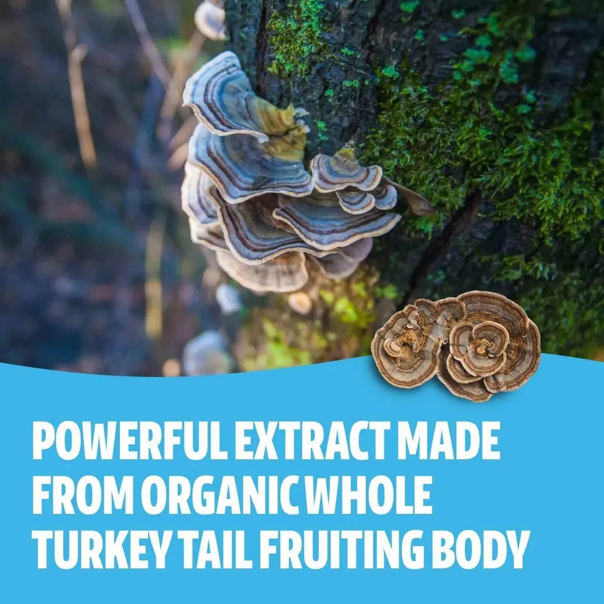 FRESHCAP - FreshCap Turkey Tail Mushroom 120 Capsulas - The Red Vitamin MX - Suplementos Alimenticios - {{ shop.shopifyCountryName }}