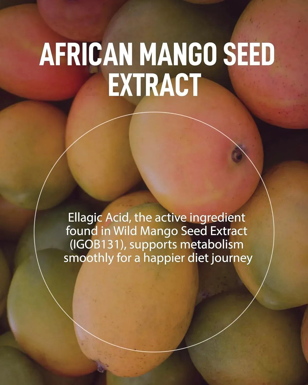 FROMBIO - FromBIO HealthyFit Dibab Wild Mango 30 Tabletas - The Red Vitamin MX - Suplementos Alimenticios - {{ shop.shopifyCountryName }}