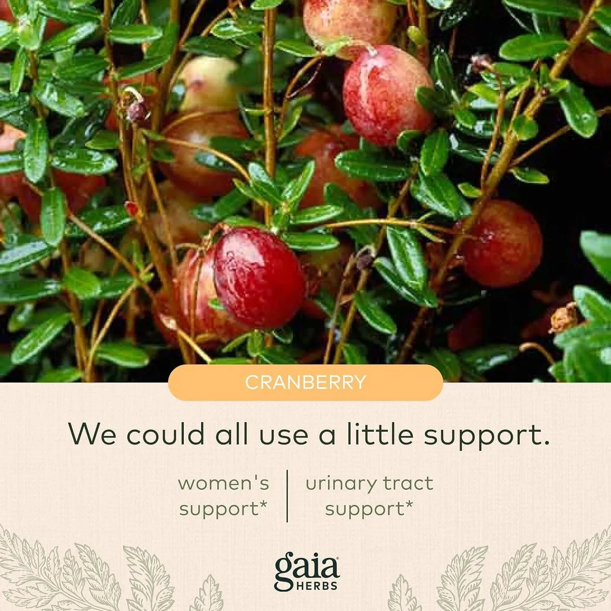 GAIA HERBS - Gaia Herbs Cranberry Concentrate 60 Capsulas - The Red Vitamin MX - Suplementos Alimenticios - {{ shop.shopifyCountryName }}