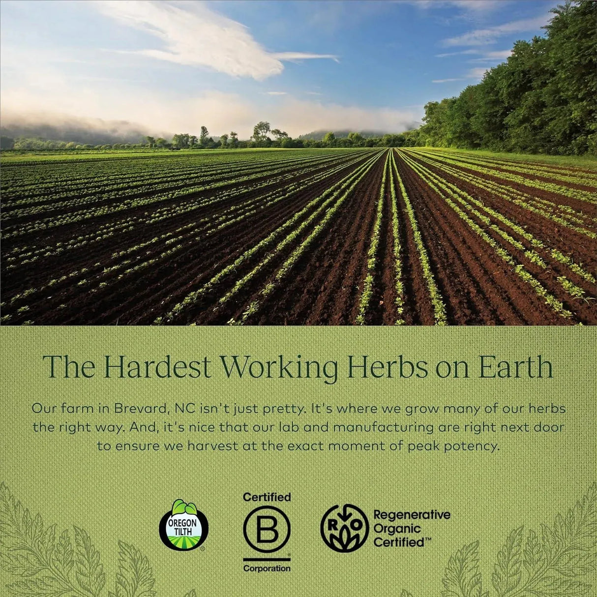 GAIA HERBS - Gaia Herbs Cranberry Concentrate 60 Capsulas - The Red Vitamin MX - Suplementos Alimenticios - {{ shop.shopifyCountryName }}