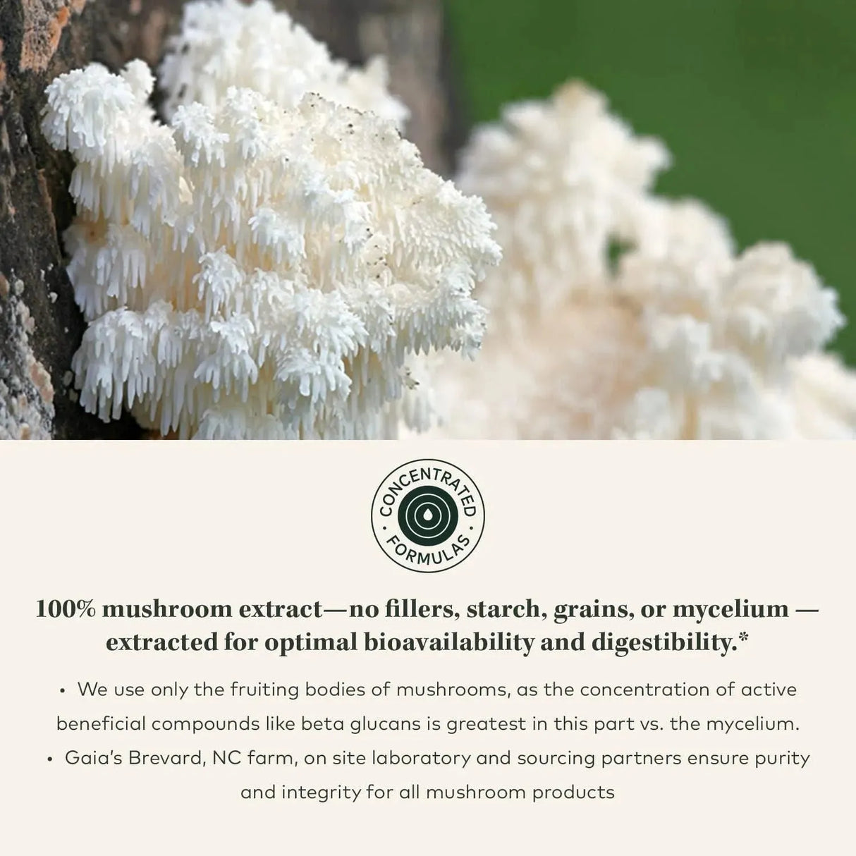 GAIA HERBS - Gaia Herbs Lion’s Mane Mushroom 40 Capsulas - The Red Vitamin MX - Suplementos Alimenticios - {{ shop.shopifyCountryName }}