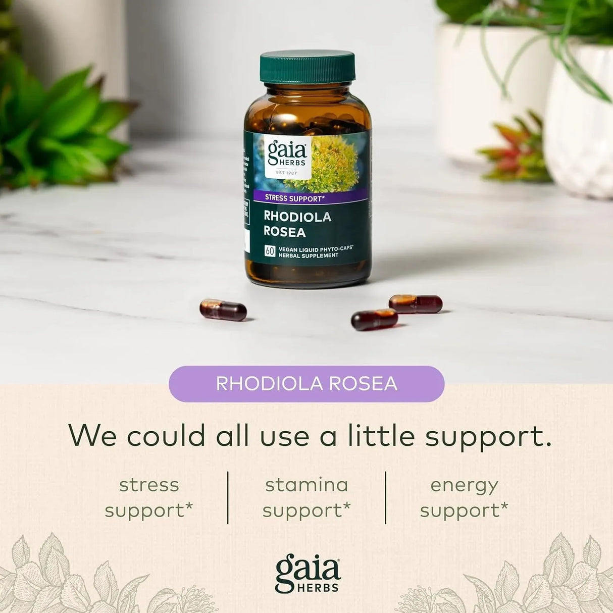 GAIA HERBS - Gaia Herbs Rhodiola Rosea 60 Capsulas - The Red Vitamin MX - Suplementos Alimenticios - {{ shop.shopifyCountryName }}