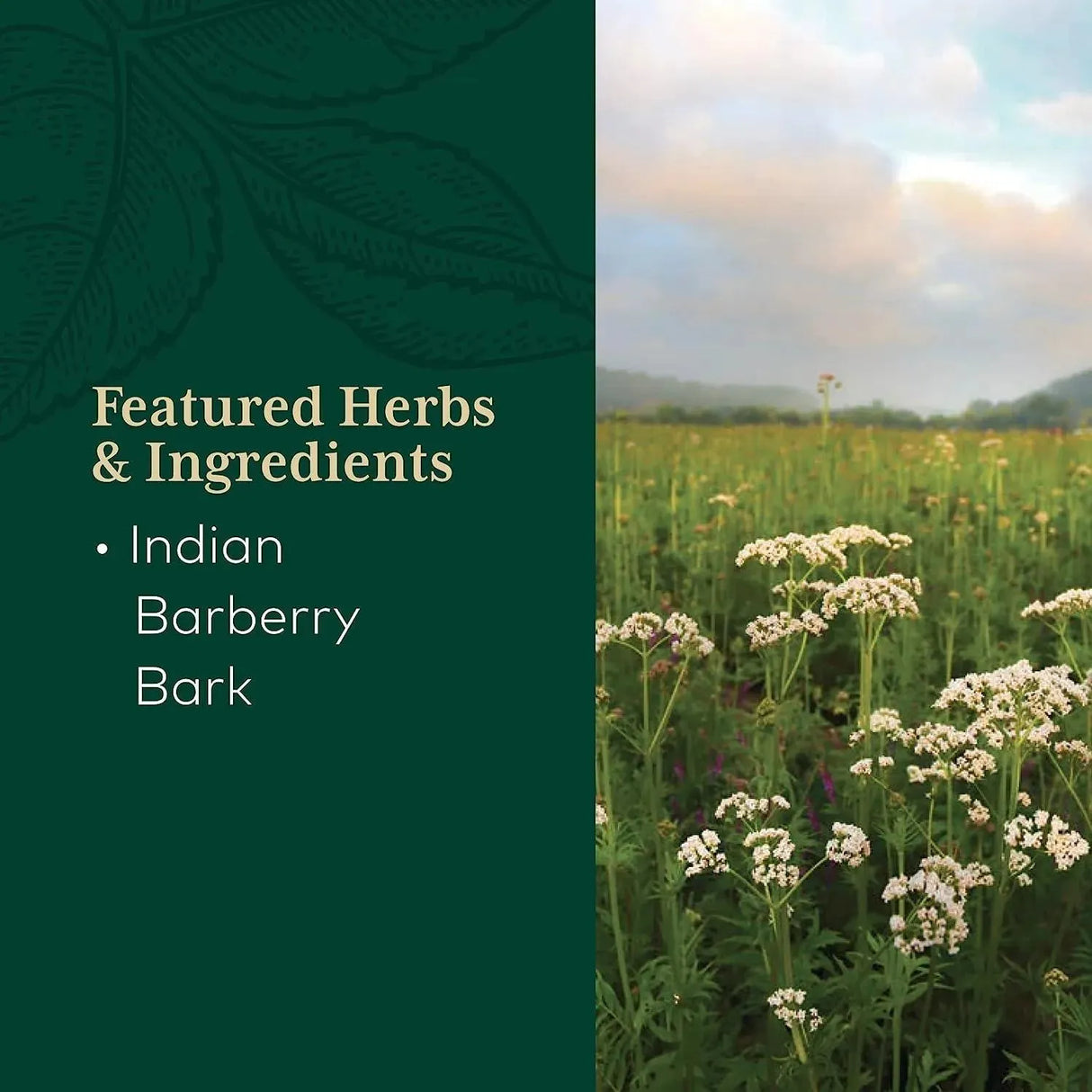 GAIA HERBS - Gaia PRO Berberine Metabolic Herbal Supplement 60 Capsulas - The Red Vitamin MX - Suplementos Alimenticios - {{ shop.shopifyCountryName }}