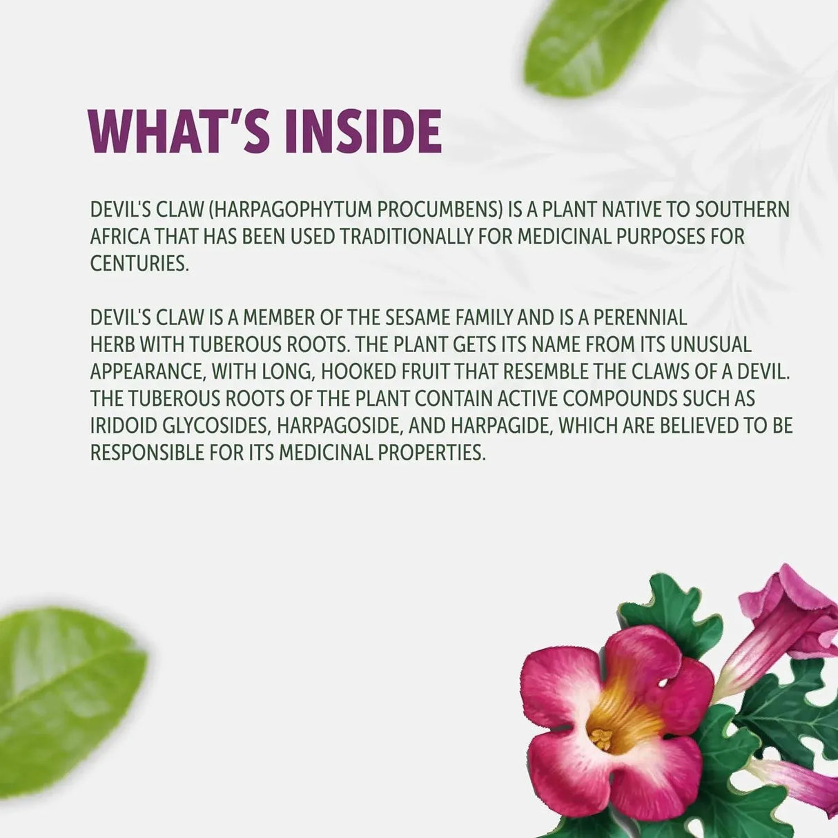 HEALTHFARE - Healthfare Devils Claw Herbal Supplement 2600Mg. 120 Capsulas - The Red Vitamin MX - Suplementos Alimenticios - {{ shop.shopifyCountryName }}