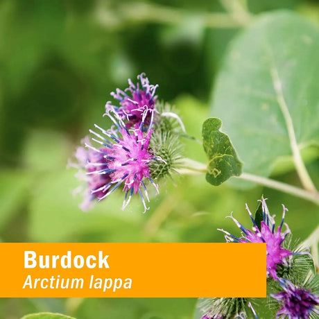 HERB PHARM - Herb Pharm Burdock Blend Liquid Extract 4 Fl.Oz. - The Red Vitamin MX - Suplementos Alimenticios - {{ shop.shopifyCountryName }}