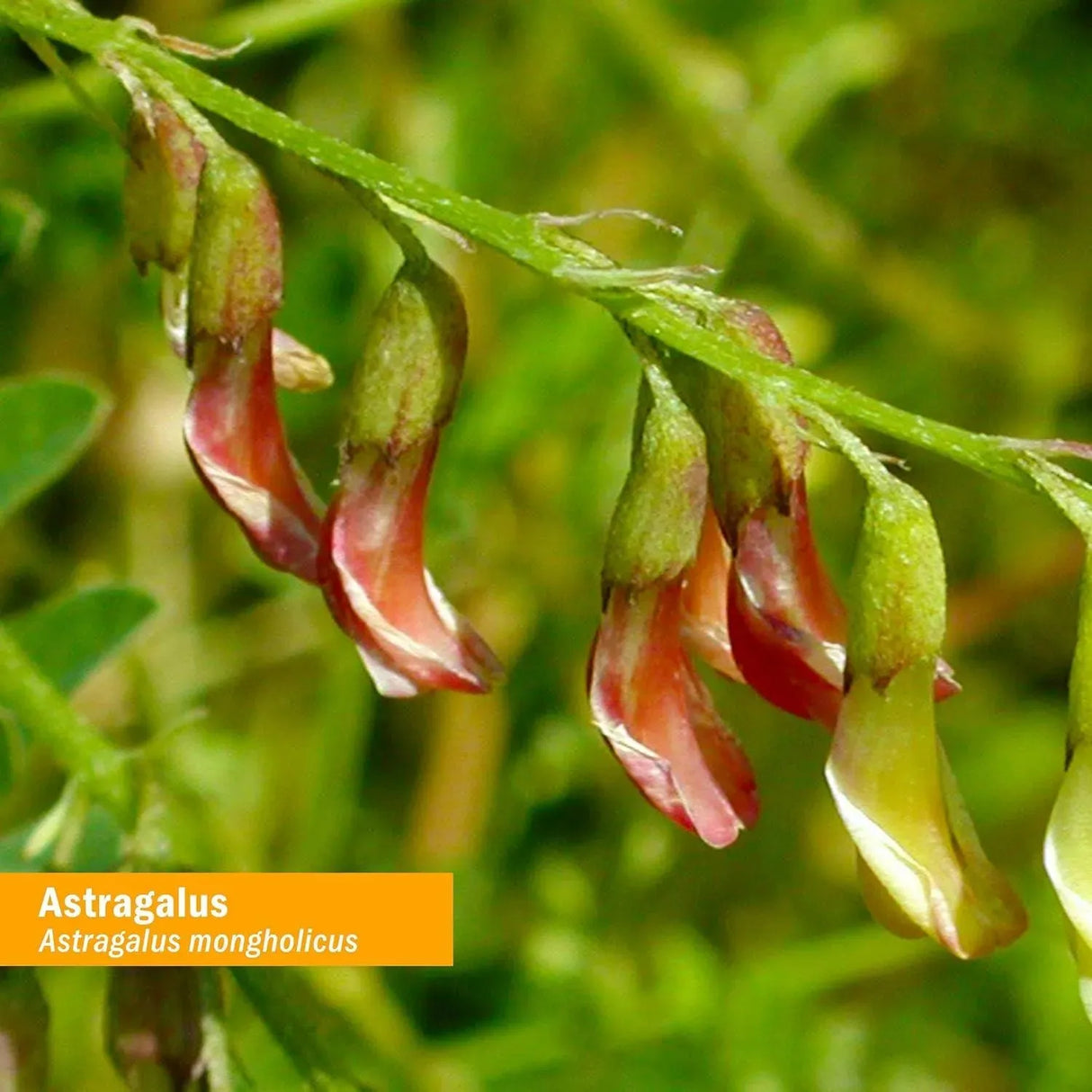 HERB PHARM - Herb Pharm Certified Organic Astragalus Liquid Extract 30Ml. - The Red Vitamin MX - Suplementos Alimenticios - {{ shop.shopifyCountryName }}