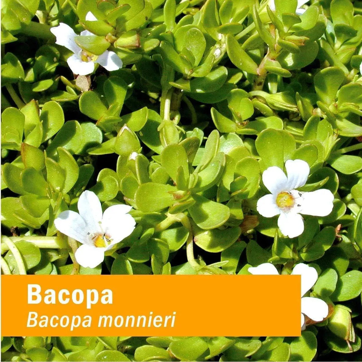 HERB PHARM - Herb Pharm Certified Organic Bacopa Liquid Extract 30Ml. - The Red Vitamin MX - Suplementos Alimenticios - {{ shop.shopifyCountryName }}