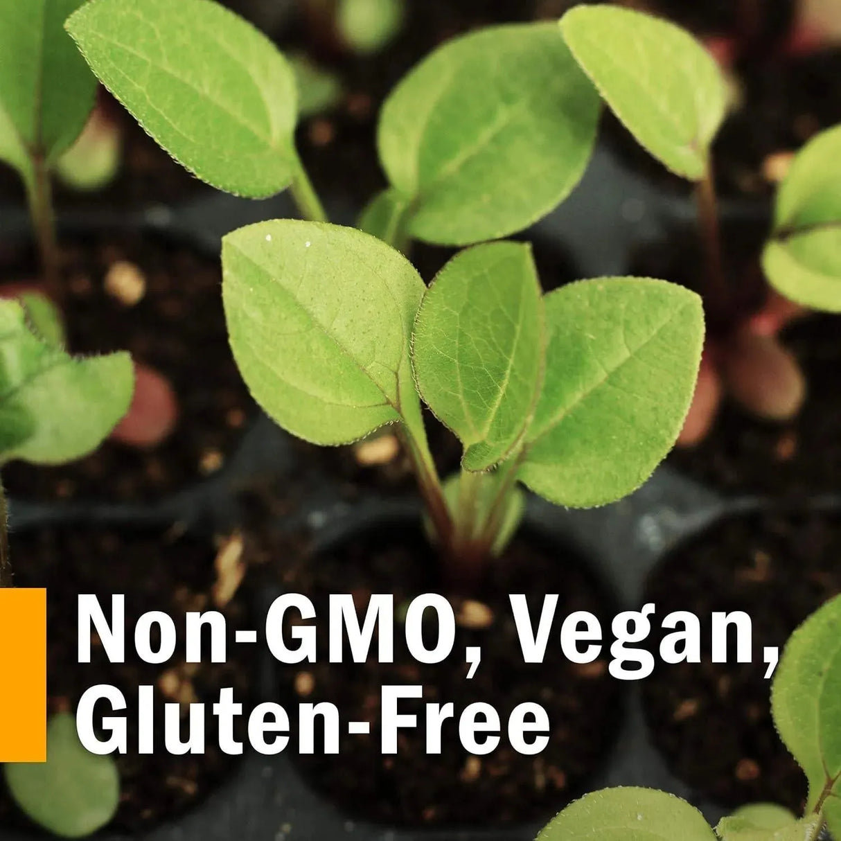 HERB PHARM - Herb Pharm Devil's Claw Liquid Extract 120Ml. - The Red Vitamin MX - Suplementos Alimenticios - {{ shop.shopifyCountryName }}