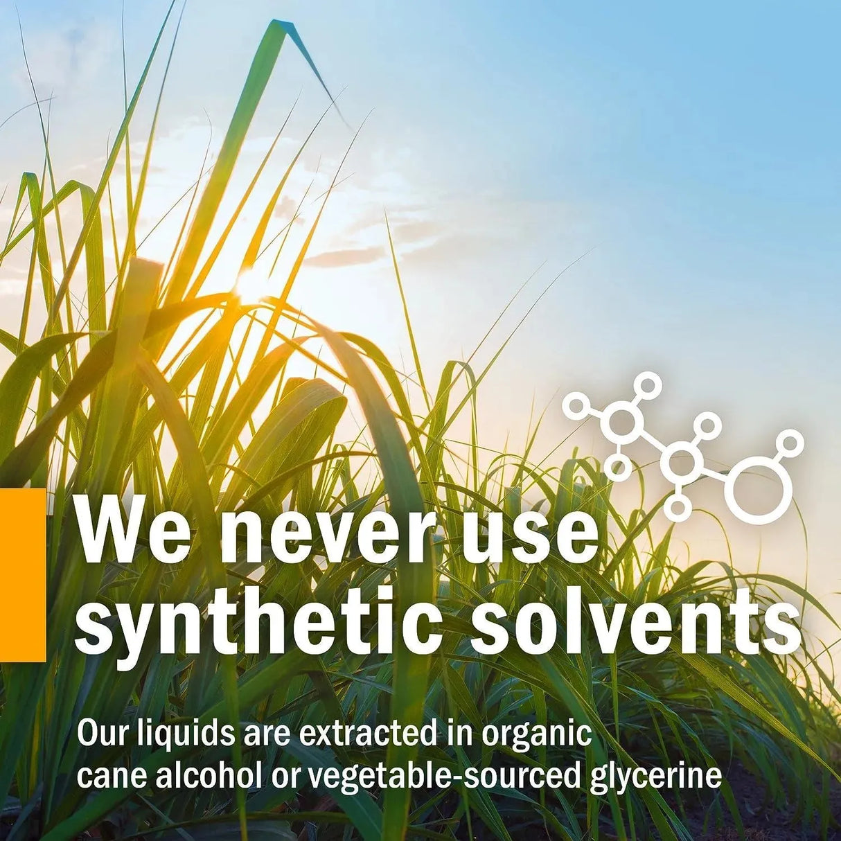 HERB PHARM - Herb Pharm Devil's Claw Liquid Extract 120Ml. - The Red Vitamin MX - Suplementos Alimenticios - {{ shop.shopifyCountryName }}