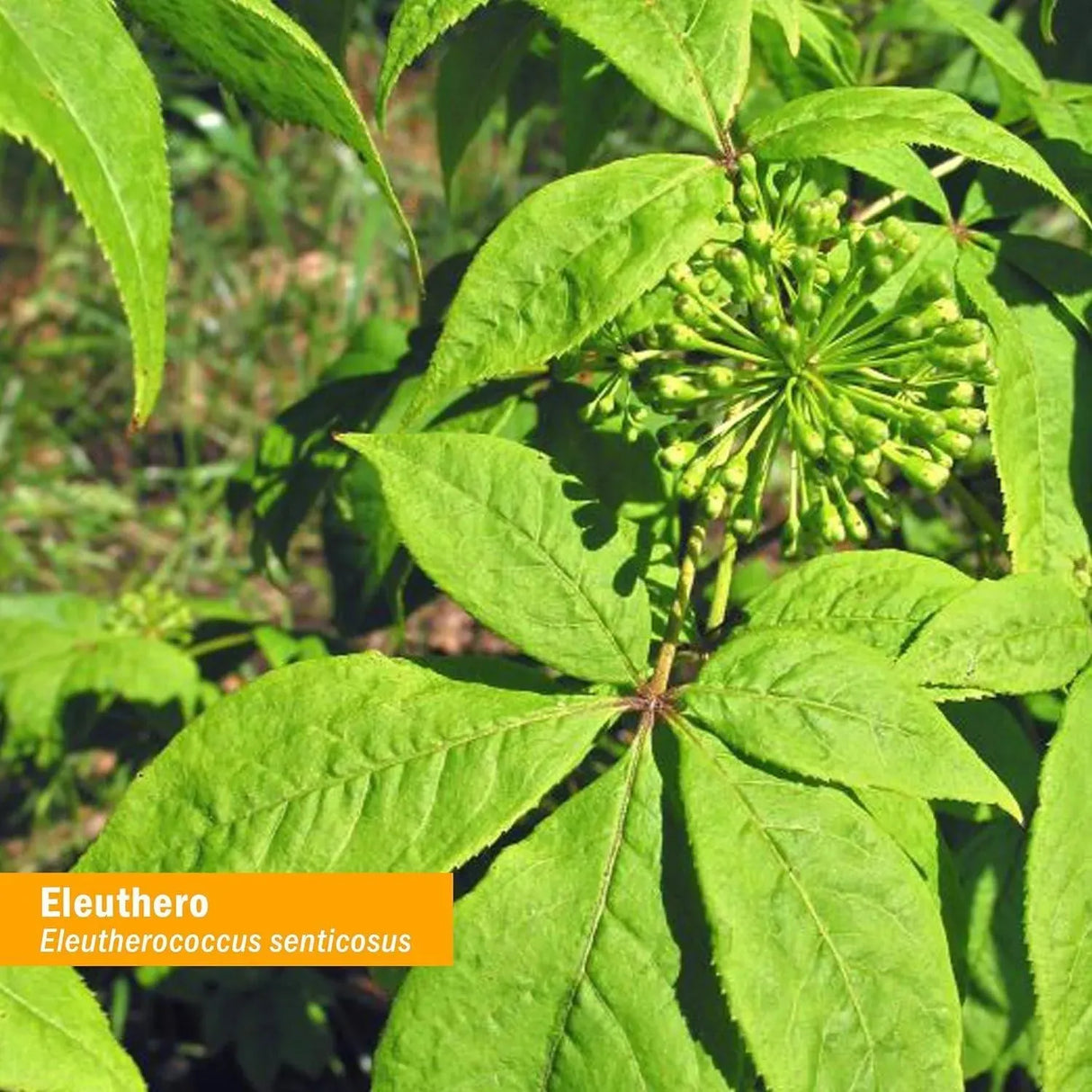 HERB PHARM - Herb Pharm Eleuthero (Siberian Ginseng) Root Liquid Extract 120Ml. - The Red Vitamin MX - Suplementos Alimenticios - {{ shop.shopifyCountryName }}