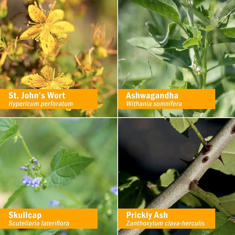 HERB PHARM - Herb Pharm Good Mood Liquid Herbal Formula with St. John's Wort 2 Fl.Oz. - The Red Vitamin MX - Suplementos Alimenticios - {{ shop.shopifyCountryName }}