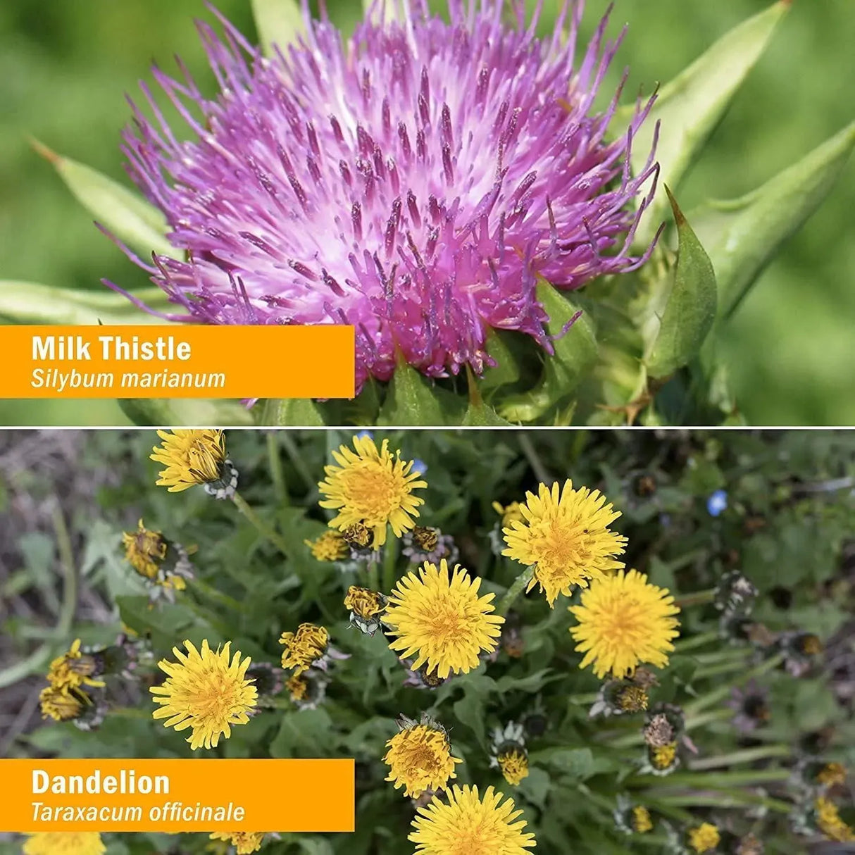 HERB PHARM - Herb Pharm Liver Health Liquid 120Ml. - The Red Vitamin MX - Suplementos Alimenticios - {{ shop.shopifyCountryName }}