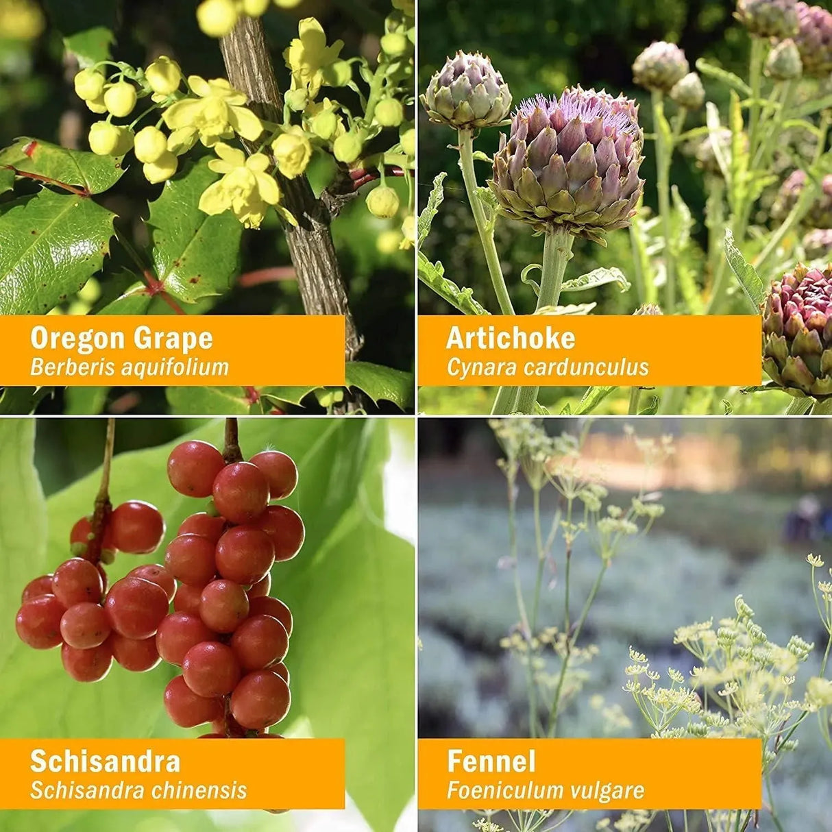 HERB PHARM - Herb Pharm Liver Health Liquid 120Ml. - The Red Vitamin MX - Suplementos Alimenticios - {{ shop.shopifyCountryName }}