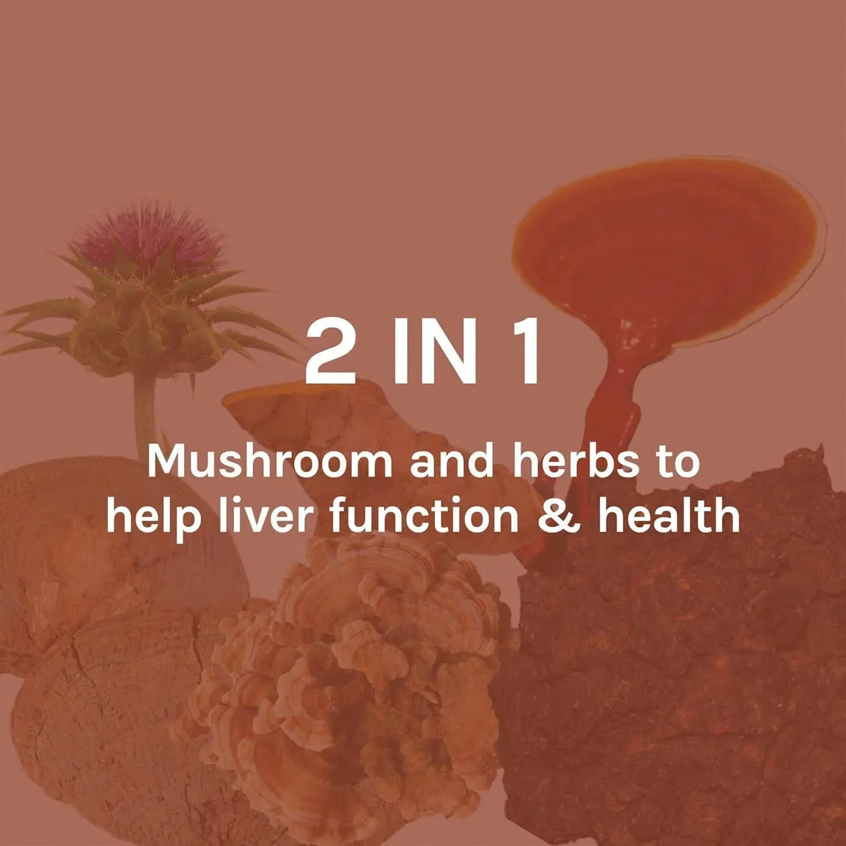 HOST DEFENSE - Host Defense MycoBotanicals Liver 60 Capsulas - The Red Vitamin MX - Suplementos Alimenticios - {{ shop.shopifyCountryName }}