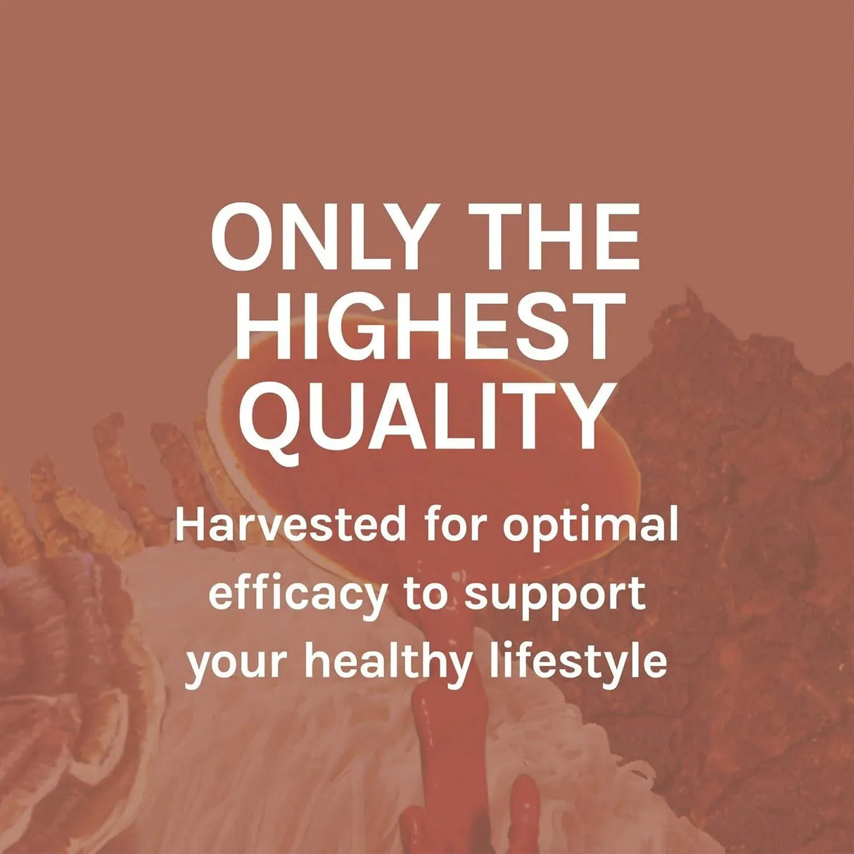 HOST DEFENSE - Host Defense MycoBotanicals Liver 60 Capsulas - The Red Vitamin MX - Suplementos Alimenticios - {{ shop.shopifyCountryName }}