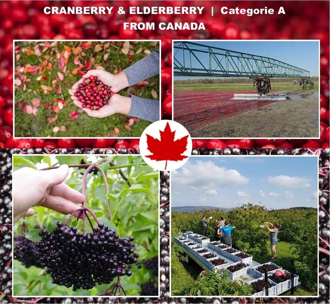 IMMUNIA - Immunia Cranberry & Elderberry Concentrate 120Ml. - The Red Vitamin MX - Suplementos Alimenticios - {{ shop.shopifyCountryName }}