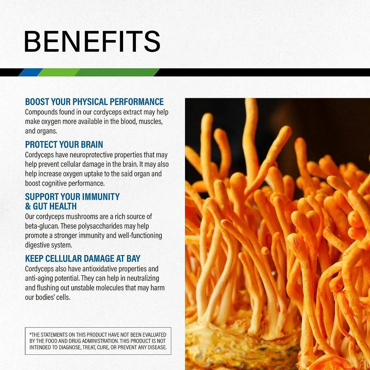 MAUWE HERBS - MAUWE HERBS Cordyceps Mushroom Supplement 2 Fl. Oz. - The Red Vitamin MX - Suplementos Alimenticios - {{ shop.shopifyCountryName }}