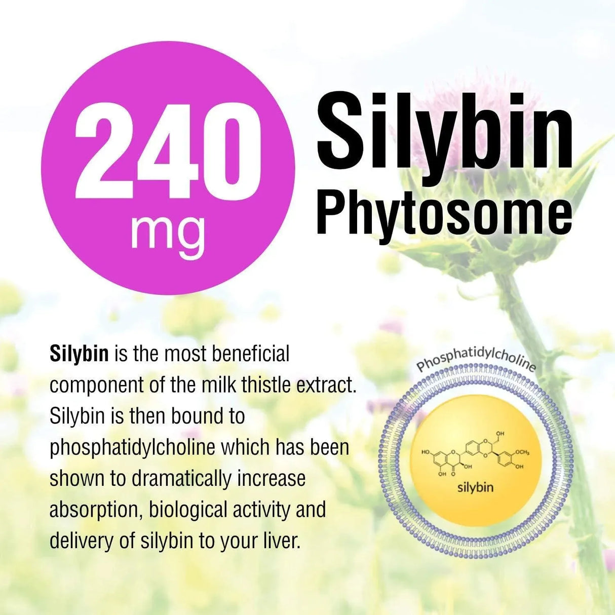 NATURAL WELLNESS - Natural Wellness Maximum Milk Thistle 240Mg. 90 Capsulas - The Red Vitamin MX - Suplementos Alimenticios - {{ shop.shopifyCountryName }}