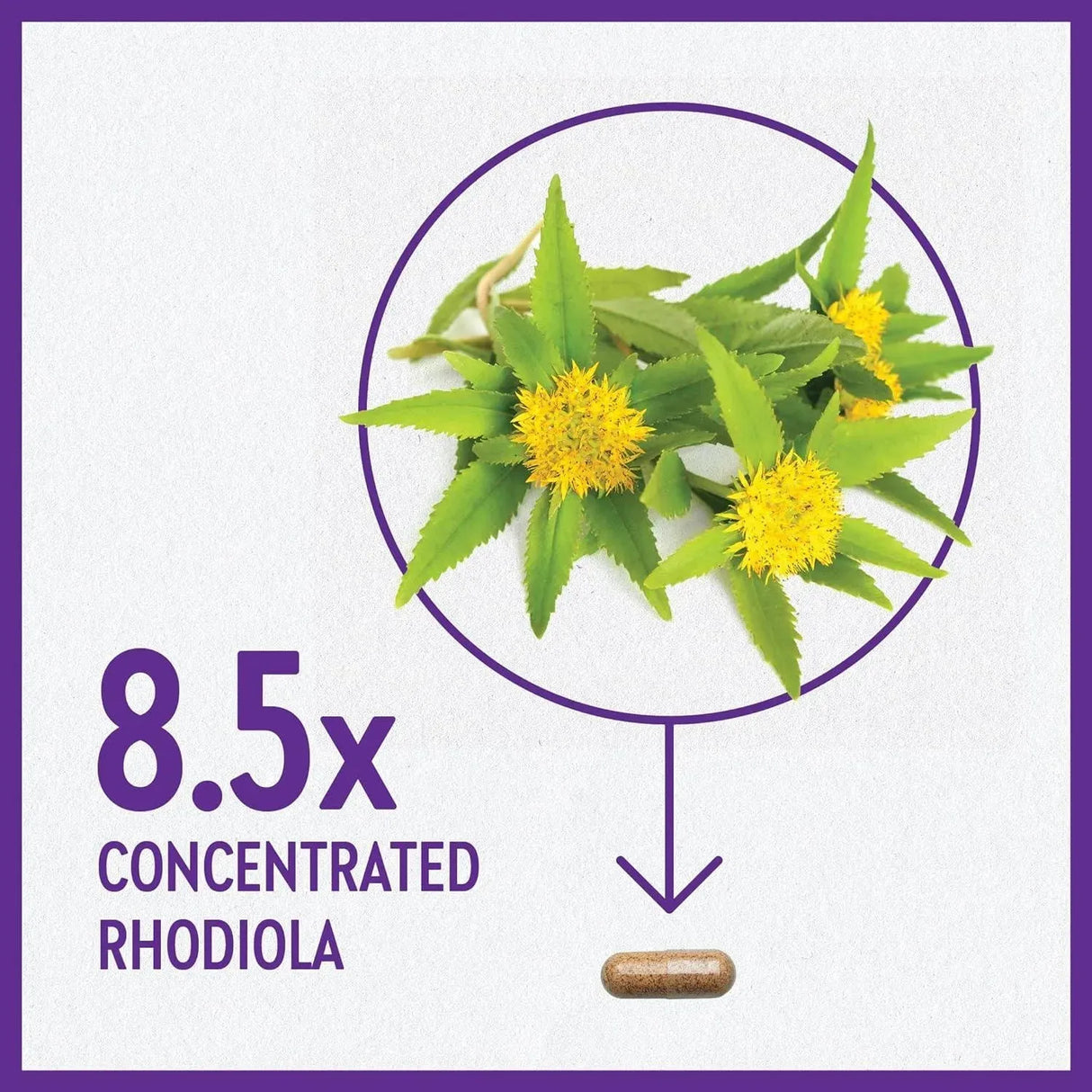 NEW CHAPTER - New Chapter Rhodiola Force 300Mg. 30 Capsulas - The Red Vitamin MX - Suplementos Alimenticios - {{ shop.shopifyCountryName }}