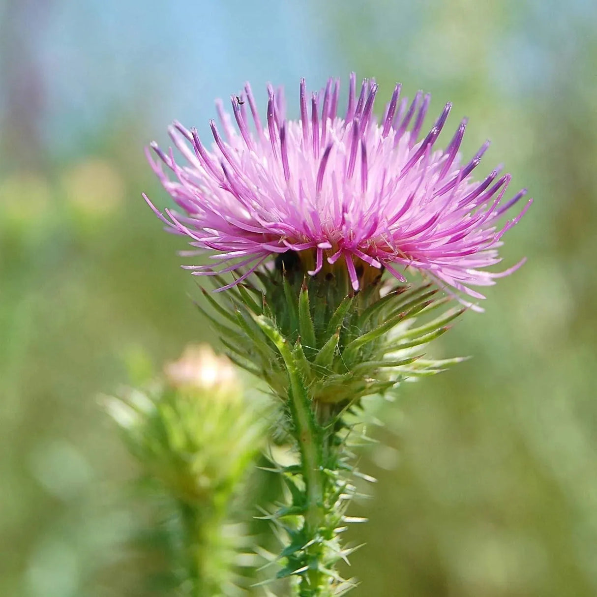 NEW NORDIC - NEW NORDIC Active Liver 30 Tabletas - The Red Vitamin MX - Suplementos Alimenticios - {{ shop.shopifyCountryName }}