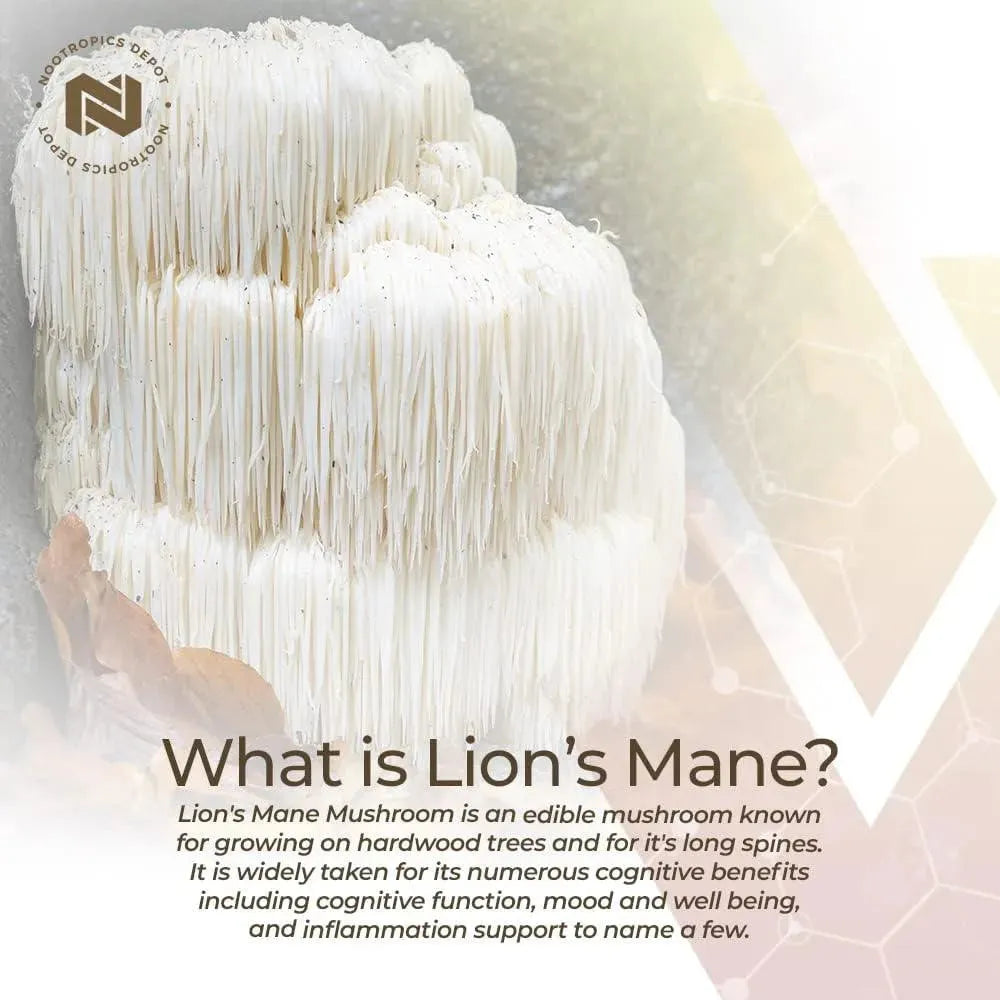 NOOTROPICS DEPOT - Nootropics Depot Lions Mane Mushroom Capsules 500Mg. 60 Capsulas - The Red Vitamin MX - Suplementos Alimenticios - {{ shop.shopifyCountryName }}