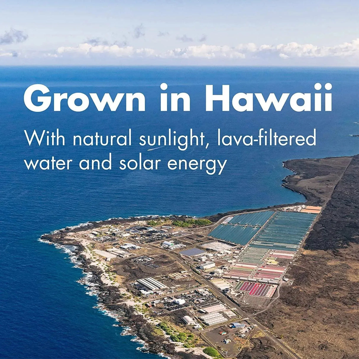 NUTREX HAWAII - Nutrex Hawaii Pure Hawaiian Spirulina Powder 464Gr. - The Red Vitamin MX - Suplementos Alimenticios - {{ shop.shopifyCountryName }}