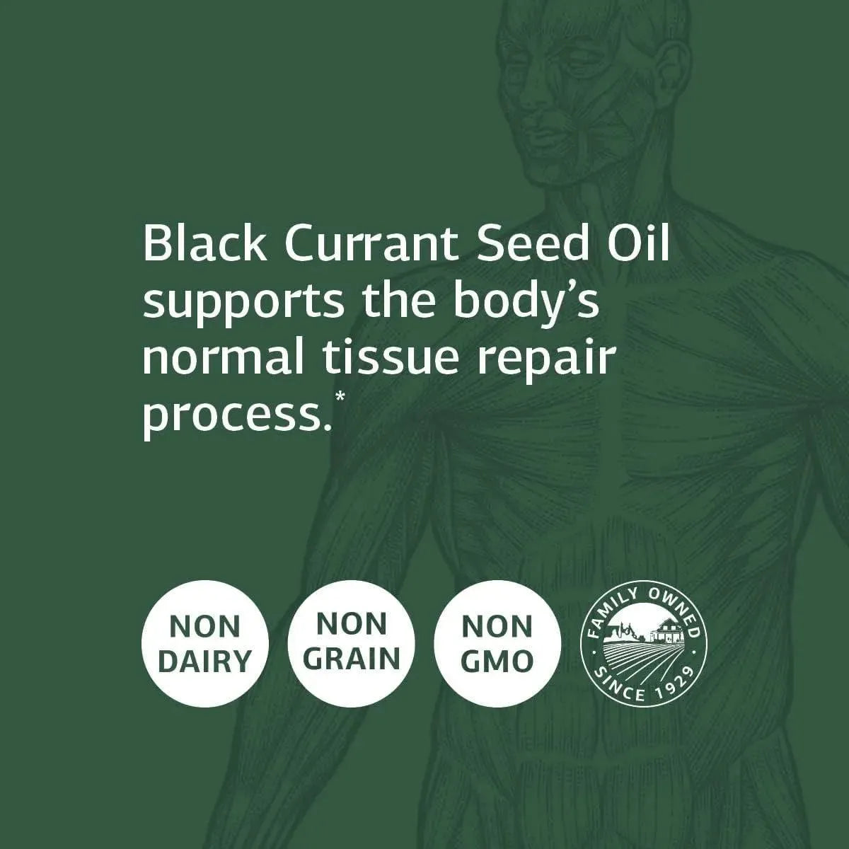 STANDARD PROCESS - Standard Process Black Currant Seed Oil 180 Capsulas Blandas - The Red Vitamin MX - Suplementos Alimenticios - {{ shop.shopifyCountryName }}