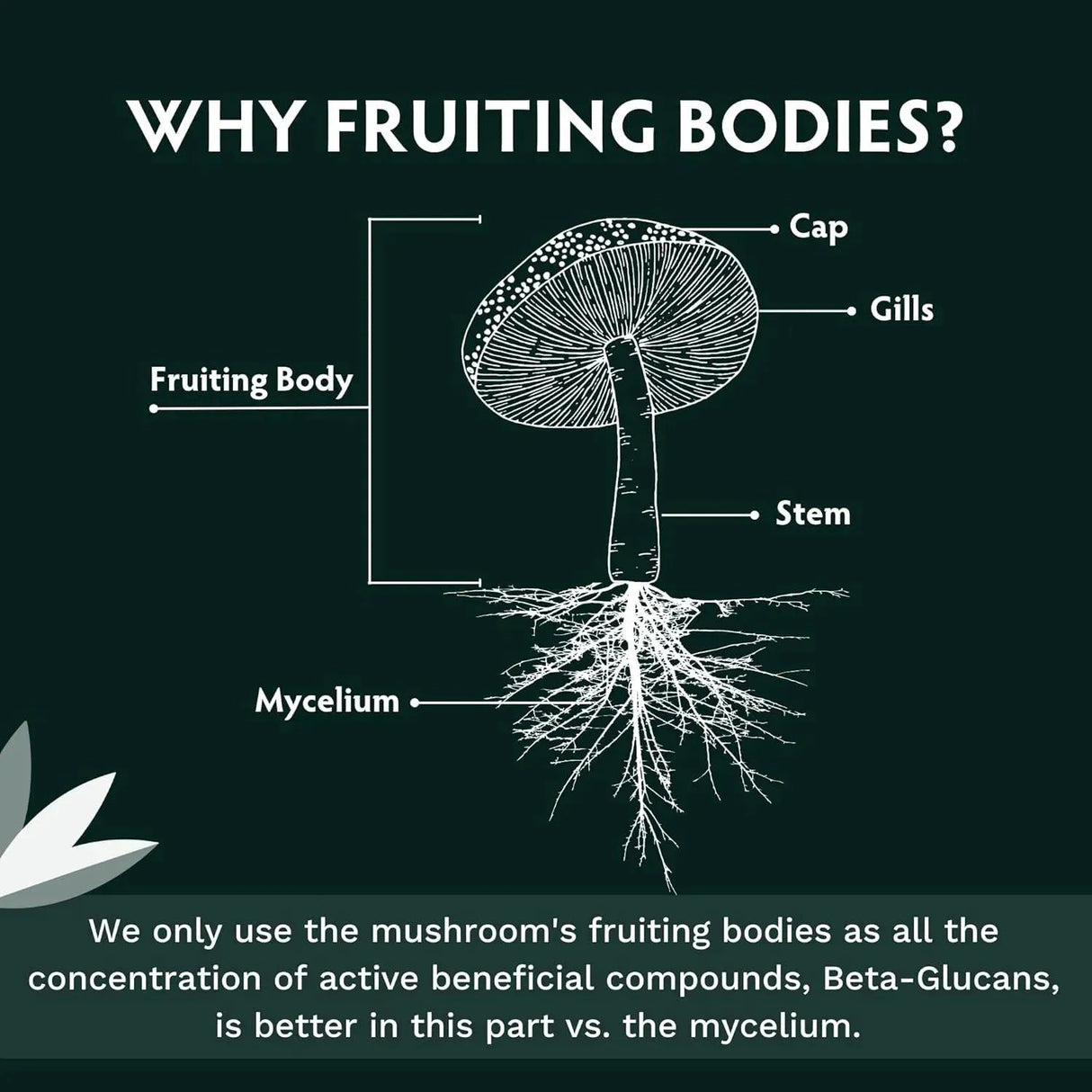 TRIBE ORGANICS - Tribe Organics Mushroom Complex 120 Capsulas - The Red Vitamin MX - Suplementos Alimenticios - {{ shop.shopifyCountryName }}