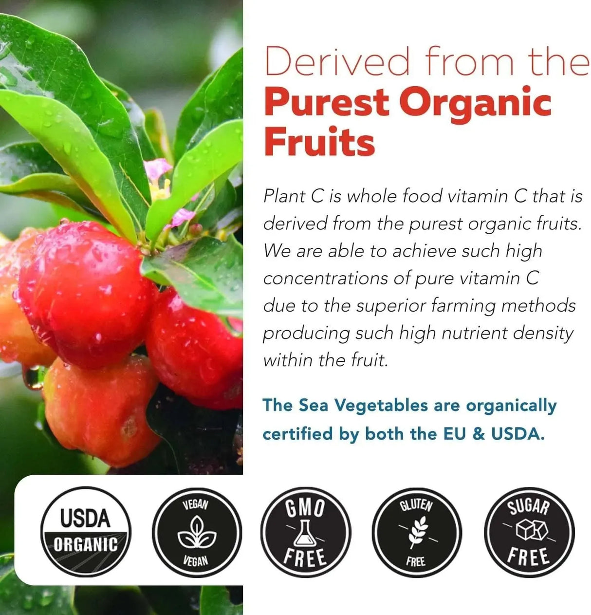 TRIQUETRA - Triquetra Health Organic Vitamin C 250Mg. 90 Capsulas - The Red Vitamin MX - Suplementos Alimenticios - {{ shop.shopifyCountryName }}