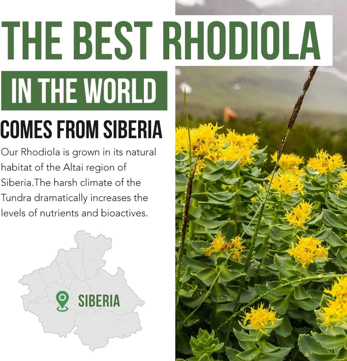 TRIQUETRA - Triquetra Health Siberian Rhodiola: Max Strength Rhodiola Rosea 60 Capsulas - The Red Vitamin MX - Suplementos Alimenticios - {{ shop.shopifyCountryName }}