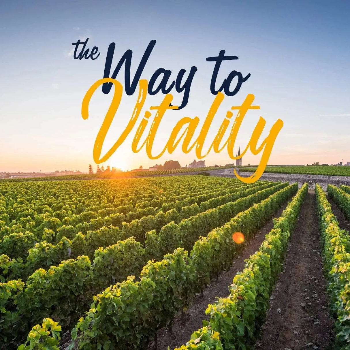 VITALITOWN - Vitalitown Probiotics 120 Billion CFUs 30 Capsulas - The Red Vitamin MX - Suplementos Alimenticios - {{ shop.shopifyCountryName }}