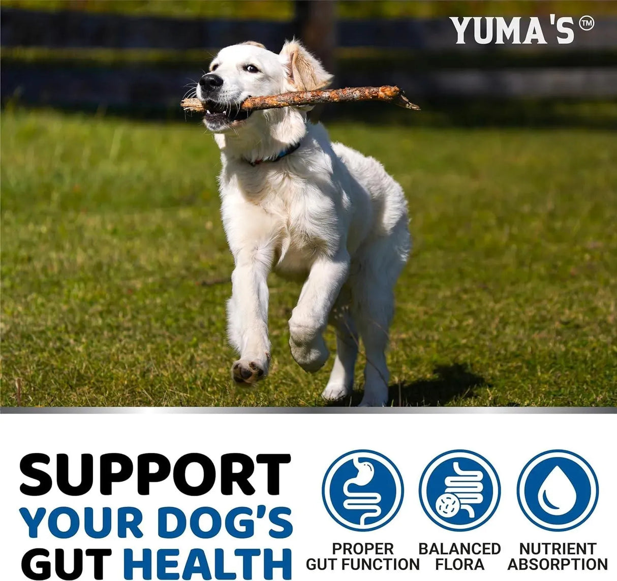 YUMA'S - YUMA'S Probiotics for Dogs and Digestive Enzymes 170 Masticables - The Red Vitamin MX - Probióticos Para Perros - {{ shop.shopifyCountryName }}