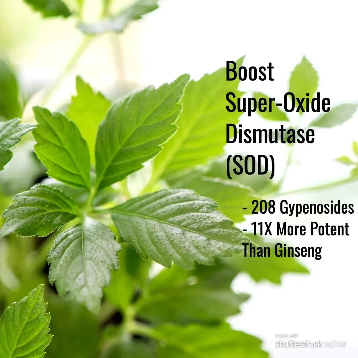 IMMORTALITEA - Immortalitea Jiaogulan Leaf 500Mg. 100 Capsulas - The Red Vitamin MX - Suplementos Alimenticios - {{ shop.shopifyCountryName }}