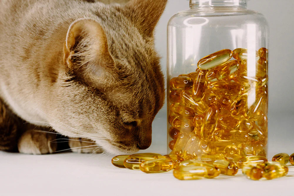 Aceite De Pescado Para Gatos
