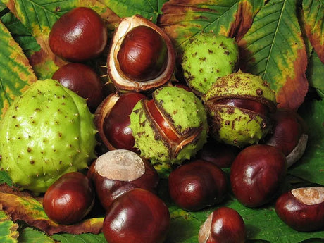 Castaño De Indias - The Red Vitamin MX - {{ shop.shopifyCountryName }}