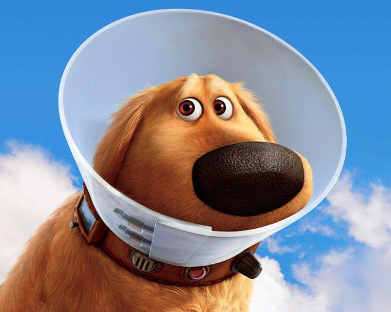 Collares y Conos De Recuperación Para Perros
